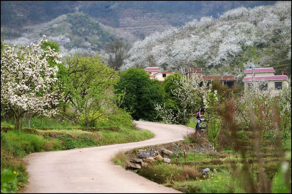 【春天，广西桂林灌阳县向您发出邀请！】我们在灌阳看梨花 - 游山玩水 - 明港生活社区 - 明港28生活网 mg.28life.com