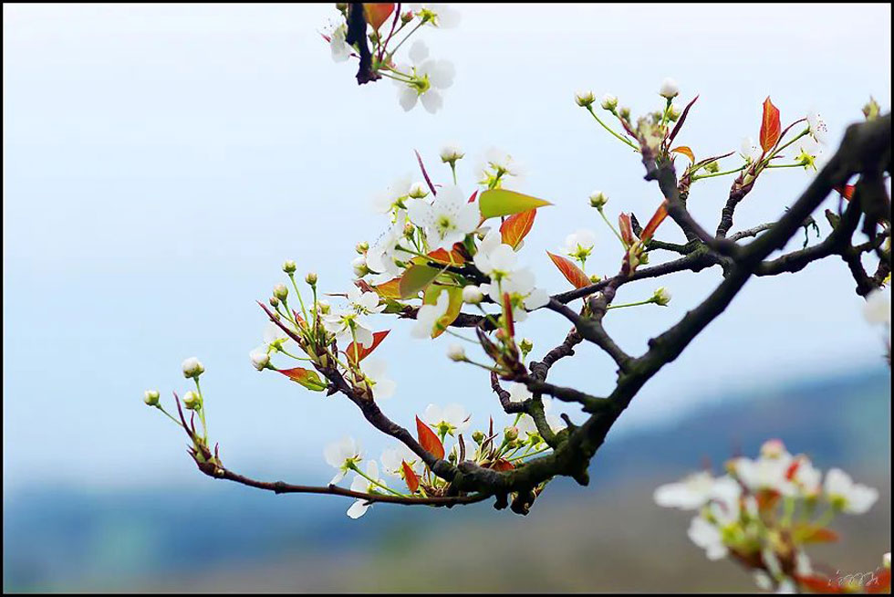 【春天，广西桂林灌阳县向您发出邀请！】我们在灌阳看梨花 - 游山玩水 - 明港生活社区 - 明港28生活网 mg.28life.com