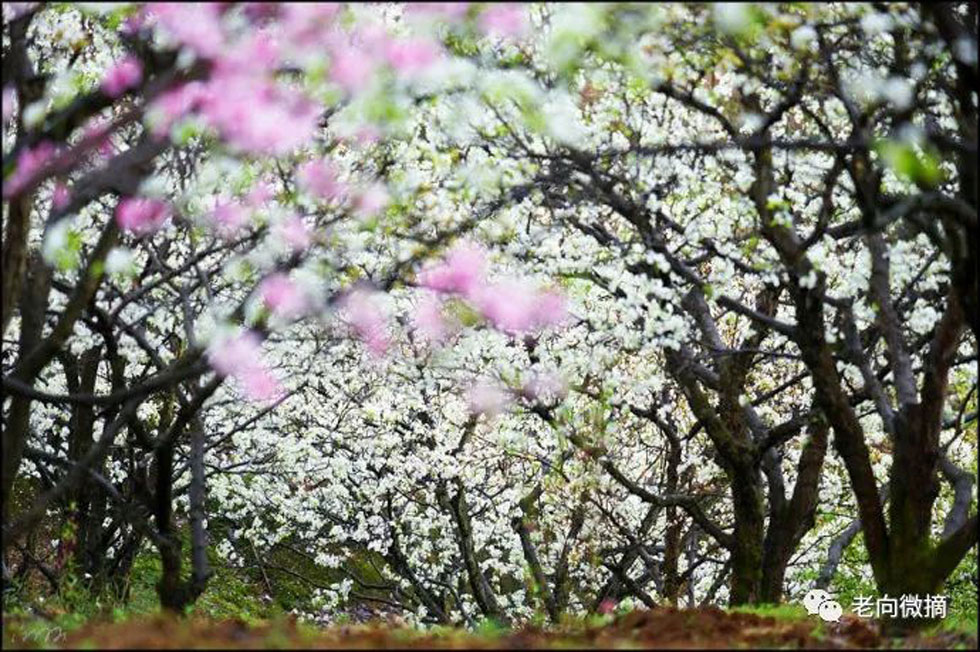 【春天，广西桂林灌阳县向您发出邀请！】我们在灌阳看梨花 - 游山玩水 - 明港生活社区 - 明港28生活网 mg.28life.com