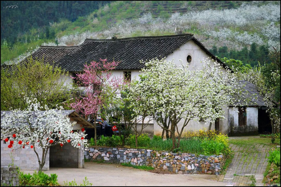 【春天，广西桂林灌阳县向您发出邀请！】我们在灌阳看梨花 - 游山玩水 - 明港生活社区 - 明港28生活网 mg.28life.com