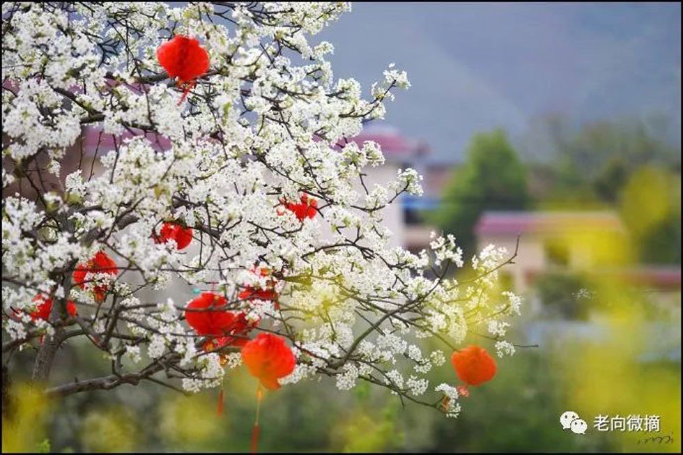 【春天，广西桂林灌阳县向您发出邀请！】我们在灌阳看梨花 - 游山玩水 - 明港生活社区 - 明港28生活网 mg.28life.com