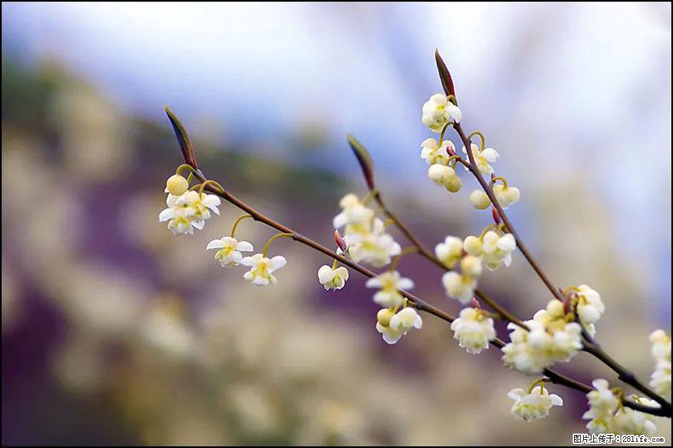 【春天，广西桂林灌阳县向您发出邀请！】米珠山前有片山苍子花在飘香 - 游山玩水 - 明港生活社区 - 明港28生活网 mg.28life.com