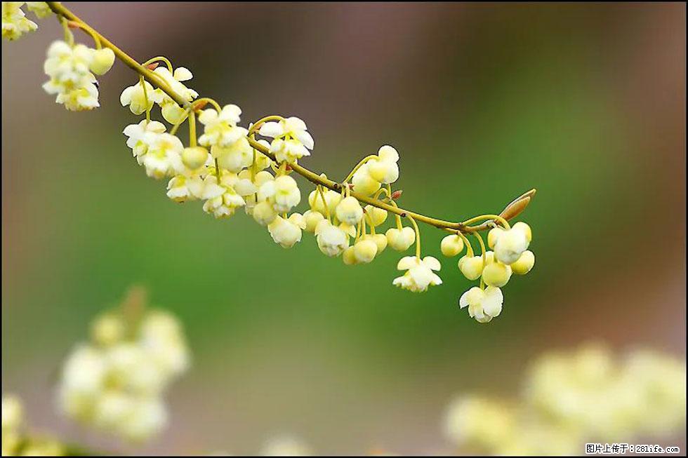 【春天，广西桂林灌阳县向您发出邀请！】米珠山前有片山苍子花在飘香 - 游山玩水 - 明港生活社区 - 明港28生活网 mg.28life.com