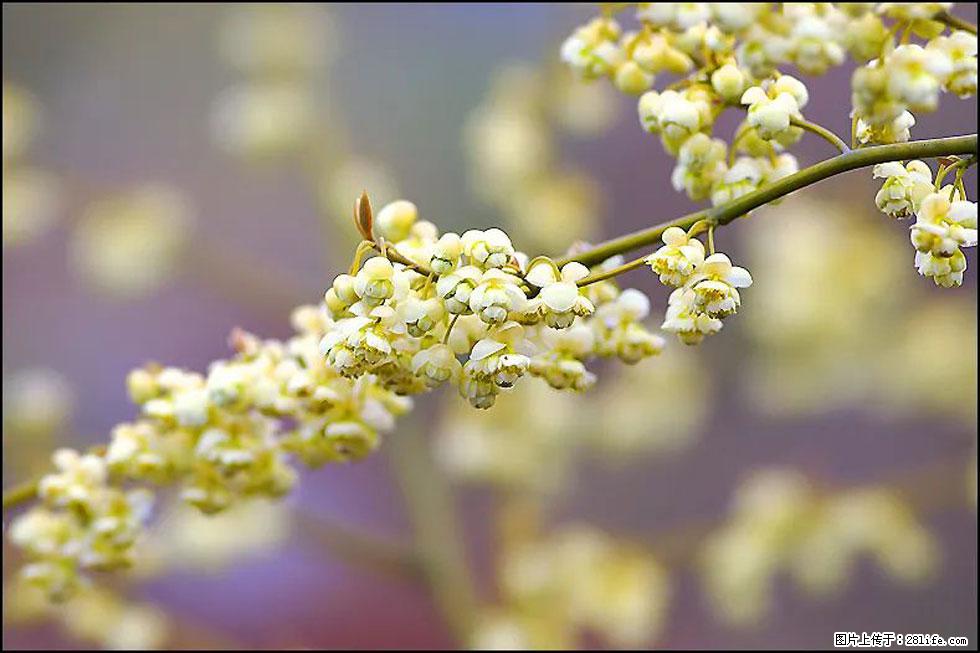 【春天，广西桂林灌阳县向您发出邀请！】米珠山前有片山苍子花在飘香 - 游山玩水 - 明港生活社区 - 明港28生活网 mg.28life.com
