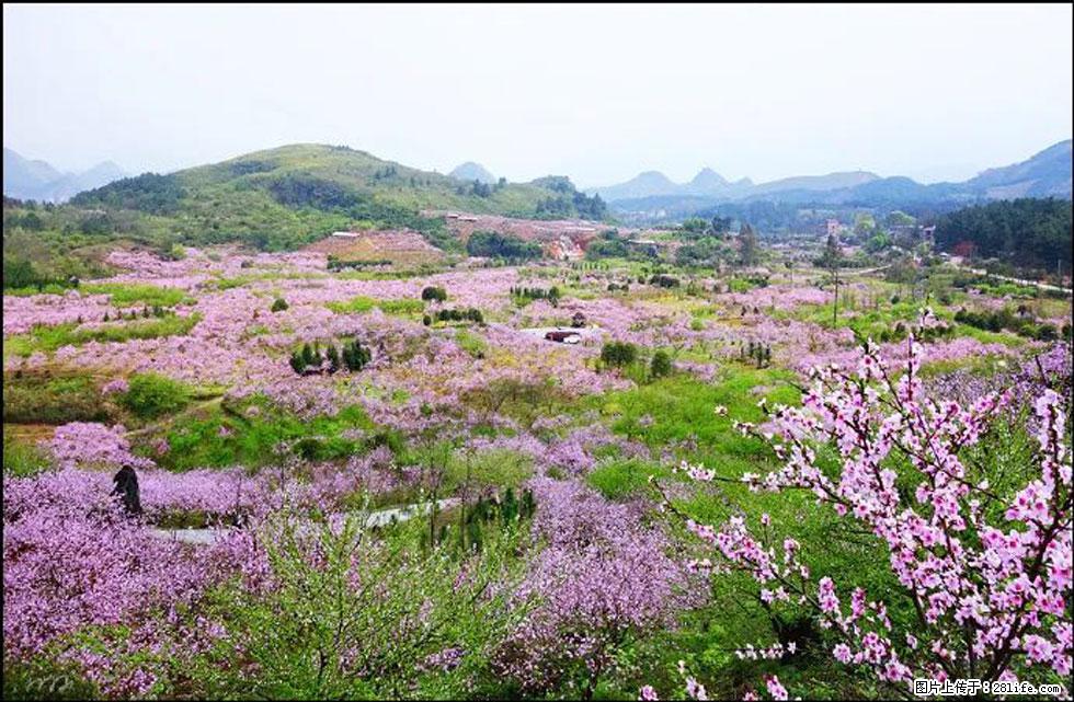 【春天，广西桂林灌阳县向您发出邀请！】官庄村有个醉美的桃花园 - 游山玩水 - 明港生活社区 - 明港28生活网 mg.28life.com