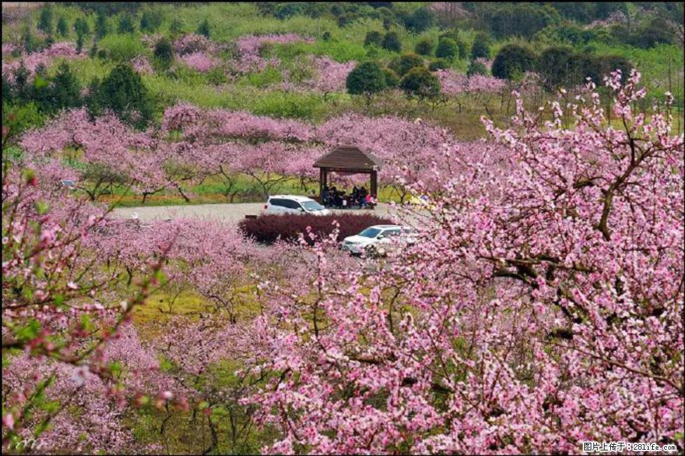 【春天，广西桂林灌阳县向您发出邀请！】官庄村有个醉美的桃花园 - 游山玩水 - 明港生活社区 - 明港28生活网 mg.28life.com