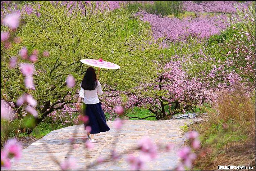 【春天，广西桂林灌阳县向您发出邀请！】官庄村有个醉美的桃花园 - 游山玩水 - 明港生活社区 - 明港28生活网 mg.28life.com
