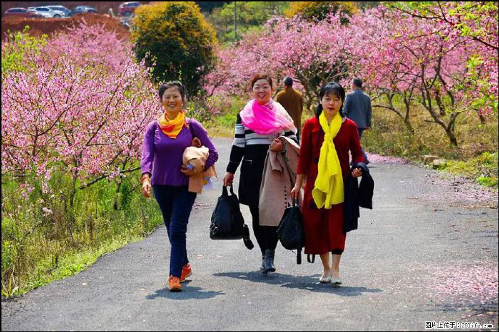 【春天，广西桂林灌阳县向您发出邀请！】官庄村有个醉美的桃花园 - 游山玩水 - 明港生活社区 - 明港28生活网 mg.28life.com
