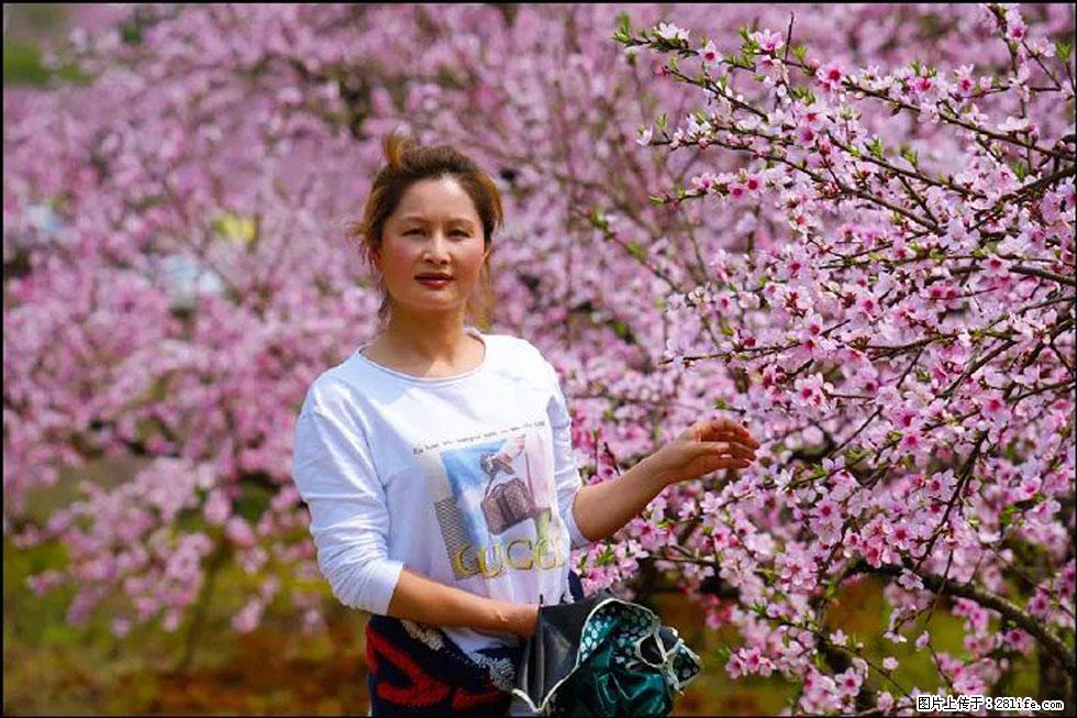 【春天，广西桂林灌阳县向您发出邀请！】官庄村有个醉美的桃花园 - 游山玩水 - 明港生活社区 - 明港28生活网 mg.28life.com