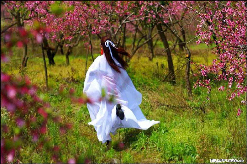 【春天，广西桂林灌阳县向您发出邀请！】官庄村有个醉美的桃花园 - 游山玩水 - 明港生活社区 - 明港28生活网 mg.28life.com