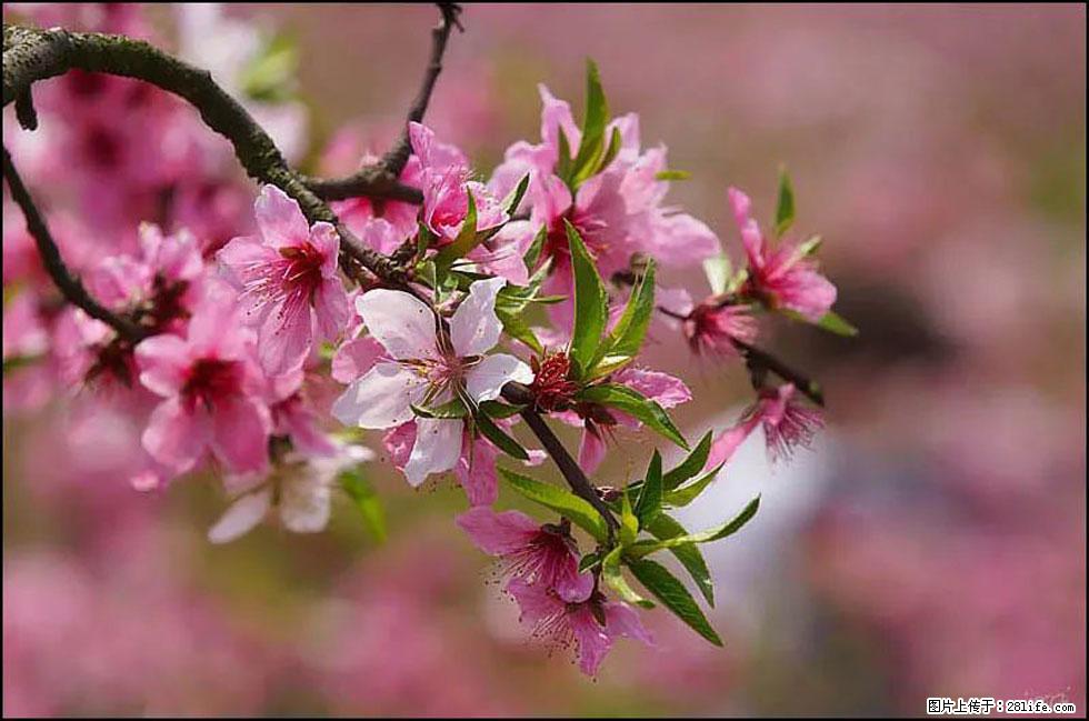 【春天，广西桂林灌阳县向您发出邀请！】官庄村有个醉美的桃花园 - 游山玩水 - 明港生活社区 - 明港28生活网 mg.28life.com