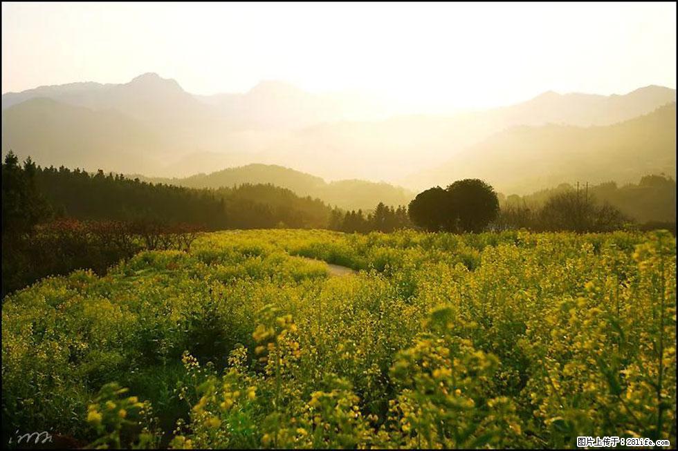 【春天，广西桂林灌阳县向您发出邀请！】长坪村油菜盛情花开 - 游山玩水 - 明港生活社区 - 明港28生活网 mg.28life.com
