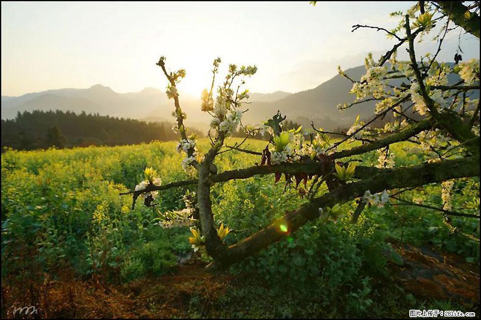 【春天，广西桂林灌阳县向您发出邀请！】长坪村油菜盛情花开 - 游山玩水 - 明港生活社区 - 明港28生活网 mg.28life.com