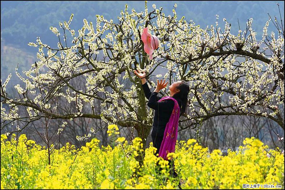 【春天，广西桂林灌阳县向您发出邀请！】长坪村油菜盛情花开 - 游山玩水 - 明港生活社区 - 明港28生活网 mg.28life.com