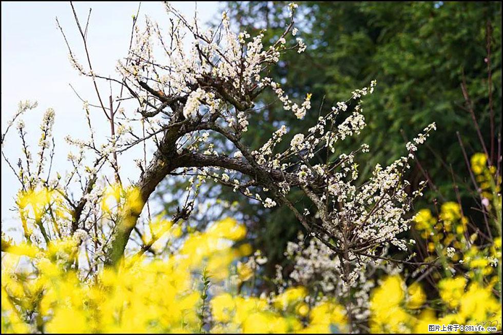 【春天，广西桂林灌阳县向您发出邀请！】长坪村油菜盛情花开 - 游山玩水 - 明港生活社区 - 明港28生活网 mg.28life.com