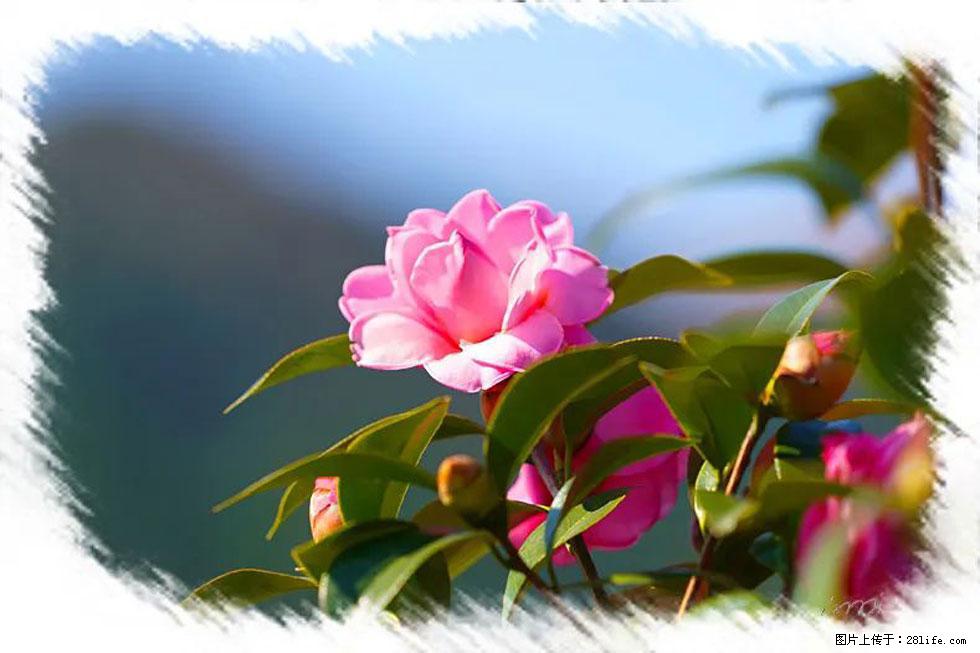 【春天，广西桂林灌阳县向您发出邀请！】杨柳井茶花惹人爱 - 游山玩水 - 明港生活社区 - 明港28生活网 mg.28life.com