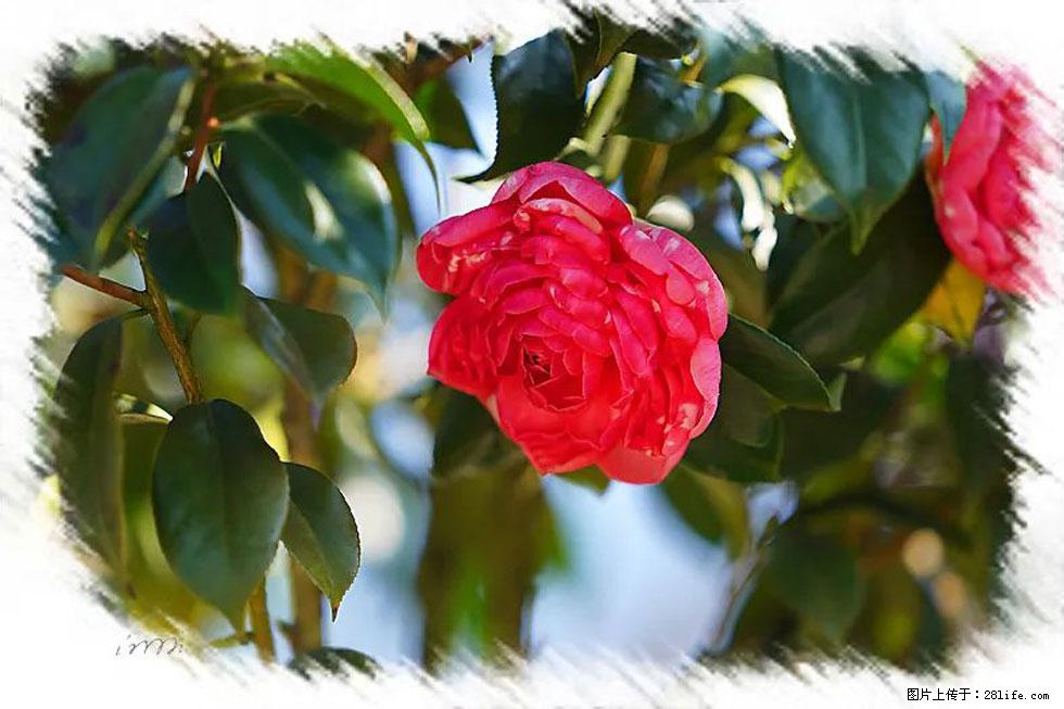 【春天，广西桂林灌阳县向您发出邀请！】杨柳井茶花惹人爱 - 游山玩水 - 明港生活社区 - 明港28生活网 mg.28life.com