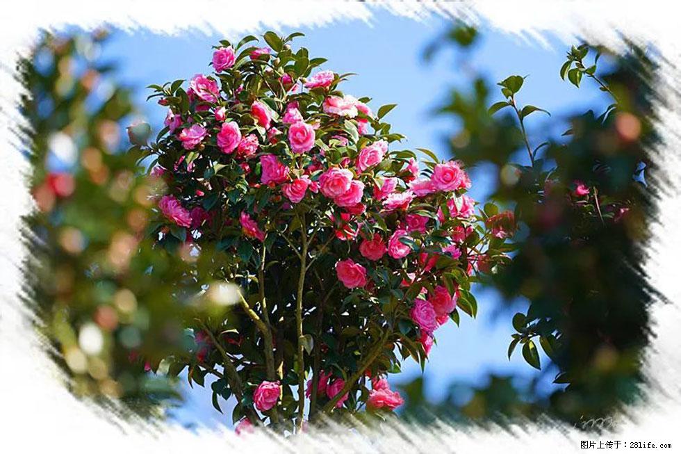 【春天，广西桂林灌阳县向您发出邀请！】杨柳井茶花惹人爱 - 游山玩水 - 明港生活社区 - 明港28生活网 mg.28life.com