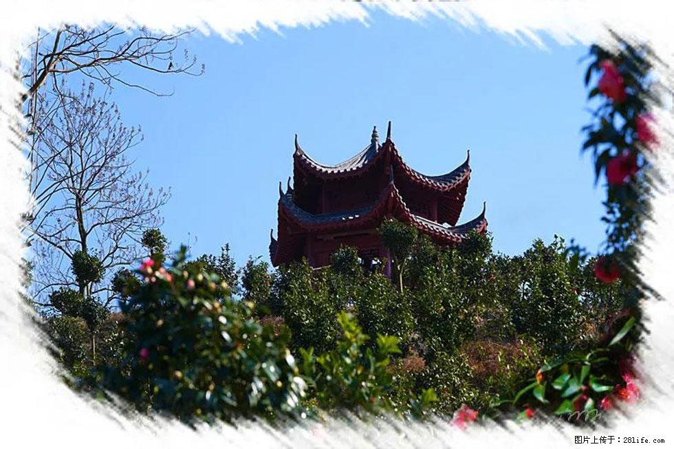 【春天，广西桂林灌阳县向您发出邀请！】杨柳井茶花惹人爱 - 游山玩水 - 明港生活社区 - 明港28生活网 mg.28life.com