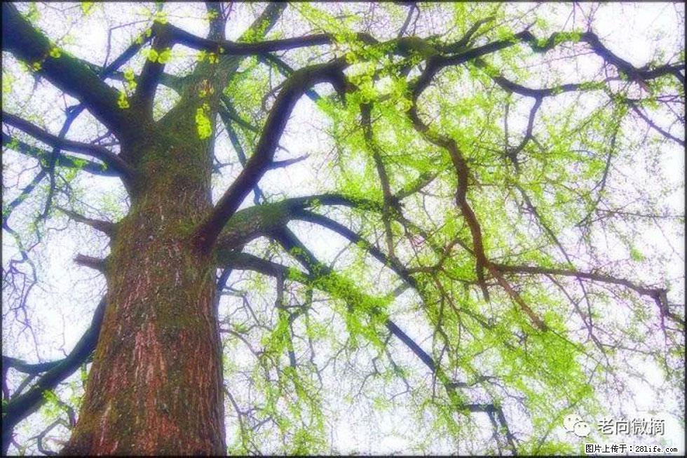 【春天，广西桂林灌阳县向您发出邀请！】在小龙村与春天约会 - 游山玩水 - 明港生活社区 - 明港28生活网 mg.28life.com