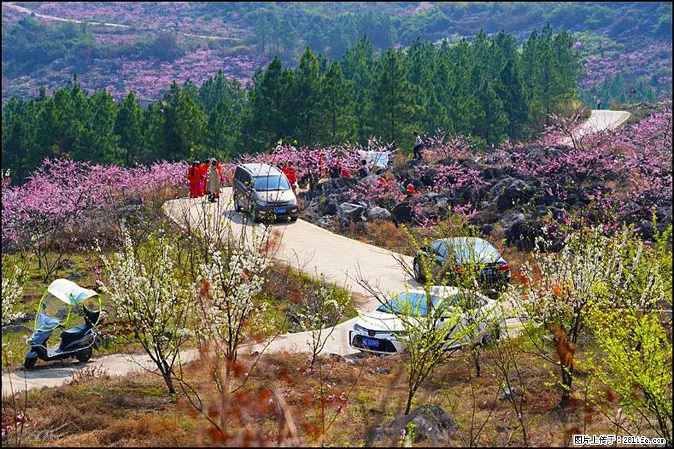 【春天，广西桂林灌阳县向您发出邀请！】望月岭上桃花开 - 游山玩水 - 明港生活社区 - 明港28生活网 mg.28life.com