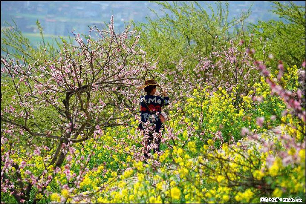 【春天，广西桂林灌阳县向您发出邀请！】望月岭上桃花开 - 游山玩水 - 明港生活社区 - 明港28生活网 mg.28life.com