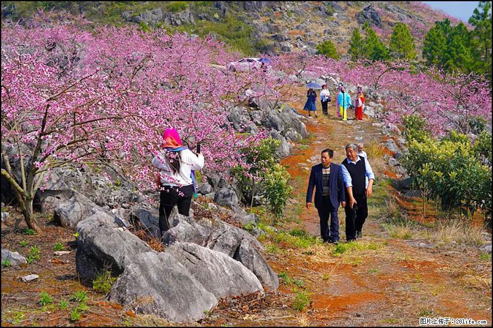 【春天，广西桂林灌阳县向您发出邀请！】望月岭上桃花开 - 游山玩水 - 明港生活社区 - 明港28生活网 mg.28life.com