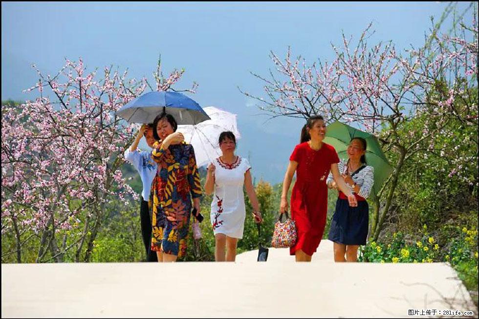 【春天，广西桂林灌阳县向您发出邀请！】望月岭上桃花开 - 游山玩水 - 明港生活社区 - 明港28生活网 mg.28life.com
