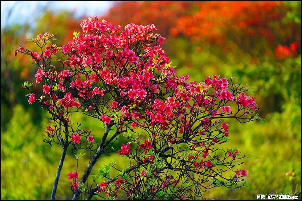 【春天，广西桂林灌阳县向您发出邀请！】春木界上映山红 - 游山玩水 - 明港生活社区 - 明港28生活网 mg.28life.com