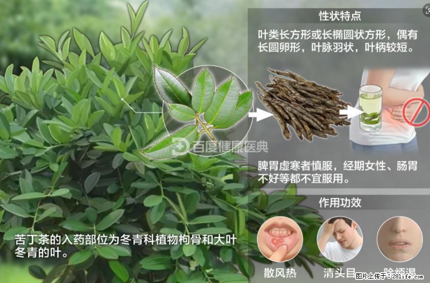 苦丁茶有哪些功效和作用 - 生活百科 - 明港生活社区 - 明港28生活网 mg.28life.com