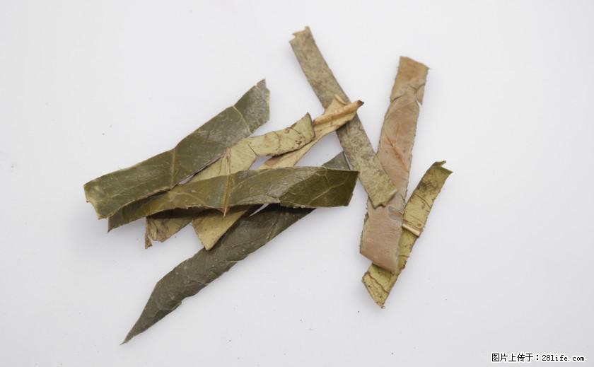 苦丁茶有哪些功效和作用 - 生活百科 - 明港生活社区 - 明港28生活网 mg.28life.com