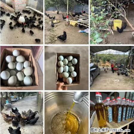 油茶园从小鸡仔开始养起的纯土鸡、土鸡蛋可以预定啦!还有前几天刚榨的纯山茶油哦 - 美食天地 - 明港生活社区 - 明港28生活网 mg.28life.com
