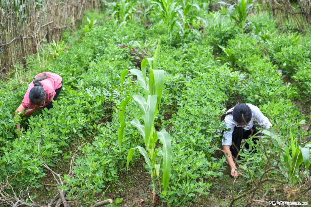 全网追的“扁担女孩”，找了一份暑假工，时薪12元 - 明港生活资讯 - 明港28生活网 mg.28life.com