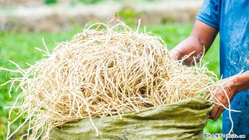 堪称“最难吃”的蔬菜，却是 “抗辐射神器”，还能护肺、清热、止咳化痰！ - 明港生活资讯 - 明港28生活网 mg.28life.com