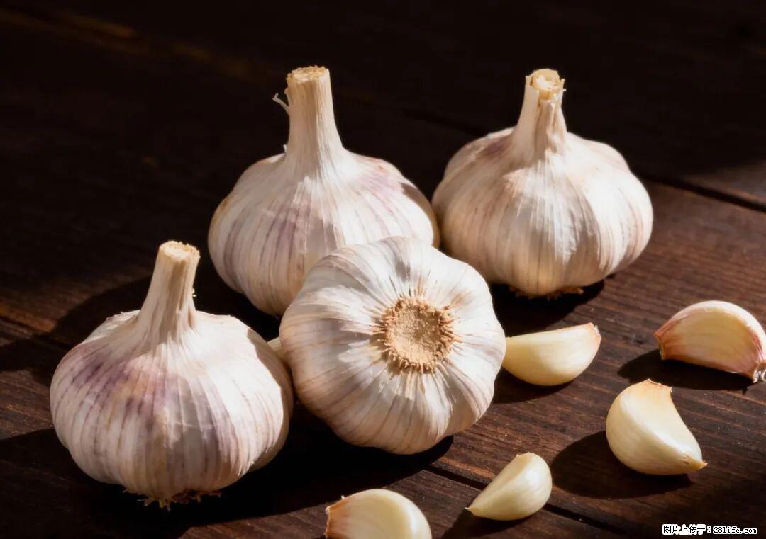 关于大蒜，除了“天然抗生素”，这4个谣言更该警惕! - 明港生活资讯 - 明港28生活网 mg.28life.com