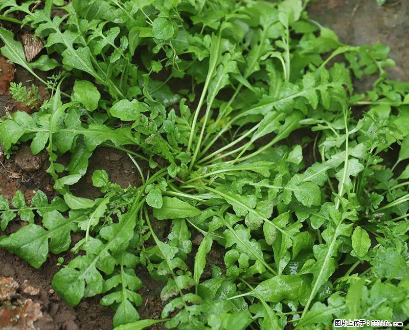 这些蔬菜是“天然钙片”，这6种被医生重点推荐 - 明港生活资讯 - 明港28生活网 mg.28life.com