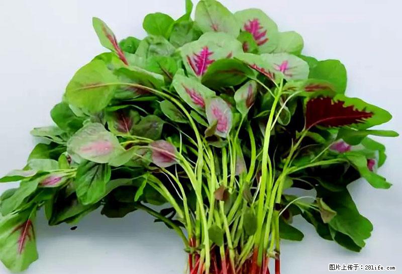 这些蔬菜是“天然钙片”，这6种被医生重点推荐 - 明港生活资讯 - 明港28生活网 mg.28life.com