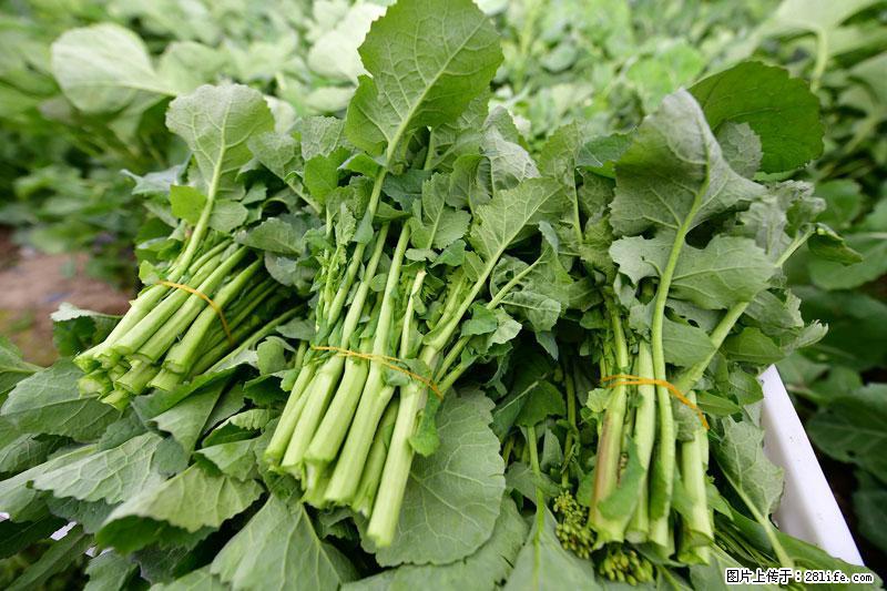 这些蔬菜是“天然钙片”，这6种被医生重点推荐 - 明港生活资讯 - 明港28生活网 mg.28life.com