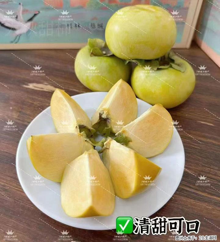 广西桂林平乐桥亭【红心猕猴桃】、【大秋甜柿】上市啦，欢迎各位新老客户下单（另有少量小果出售） - 明港生活资讯 - 明港28生活网 mg.28life.com